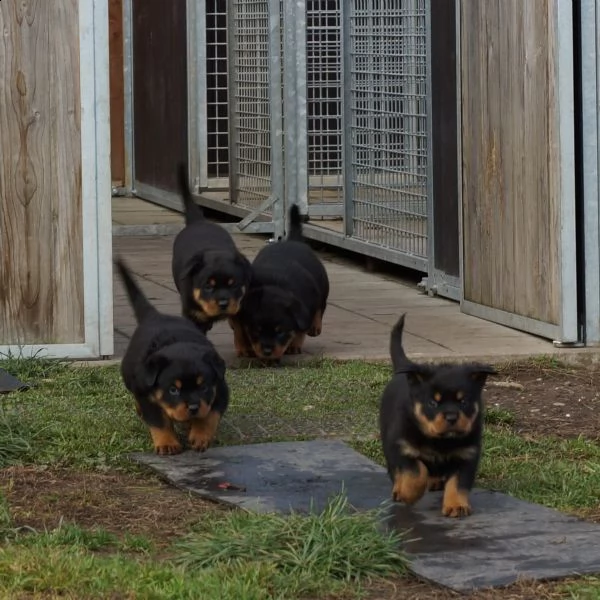 cuccioli di rottweiler disponibili | Foto 3