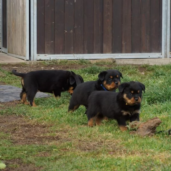 cuccioli di rottweiler disponibili | Foto 1