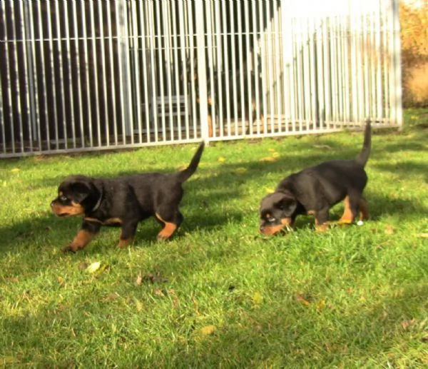 cuccioli di rottweiler disponibili | Foto 0