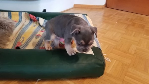 cuccioli bulldog francese - pedigree enci | Foto 1