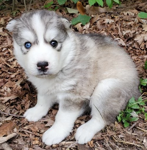 regalo siberian husky con pedigree