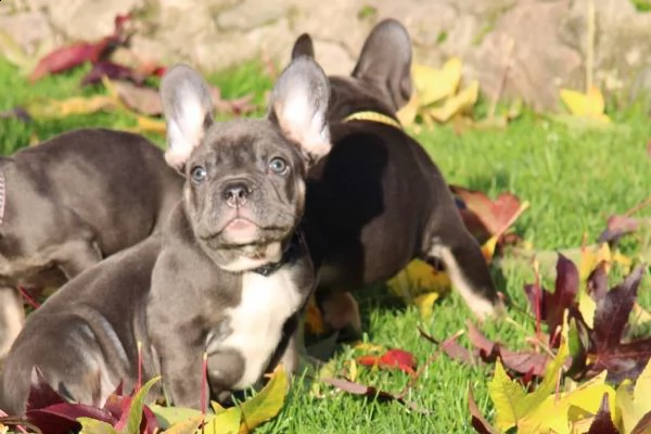 cuccioli bulldog francese pedigree enci | Foto 5