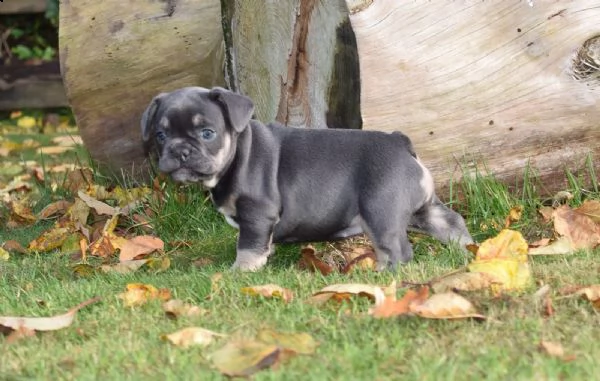 cuccioli bulldog francese pedigree enci