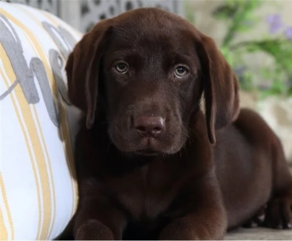 labrador james abbiamo dei bellissimi cuccioli che sono stati entrambi completamente testati per la 