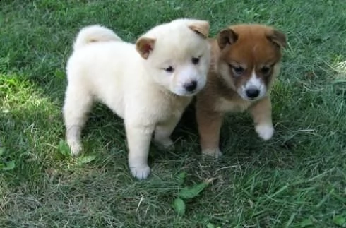 bellissimi cuccioli di shiba inu disponibili sia maschietti che femminucce e vengono consgenati