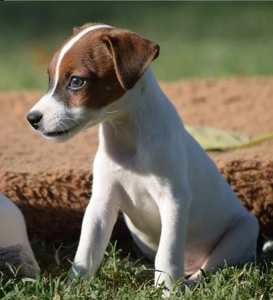 adorabili cuccioli di jack russell messi in adozione