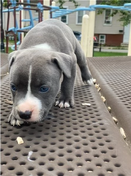 cuccioli di pit bull americani pronti per una nuova casa dell'amore