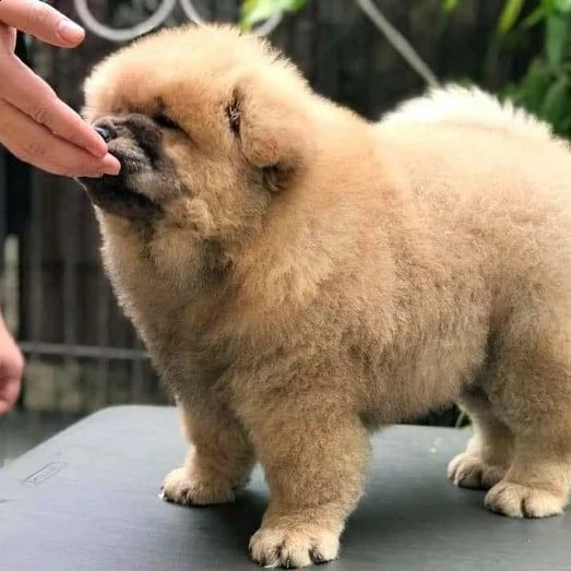 adorabili cuccioli di chow chow impostati per l'adozione