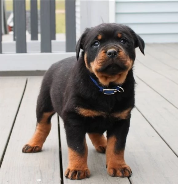 adorabili cuccioli di rottweiller per l'adozione, 