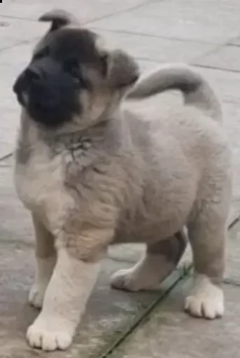 cuccioli di akita americano