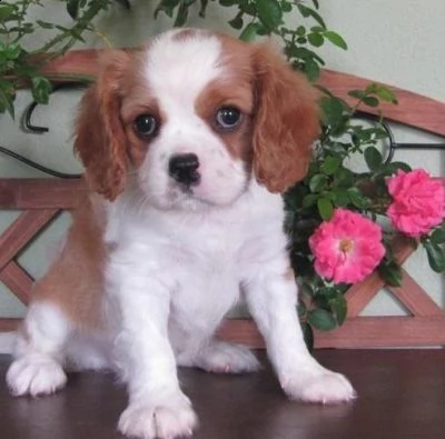 regalo cuccioli di cavalier king 