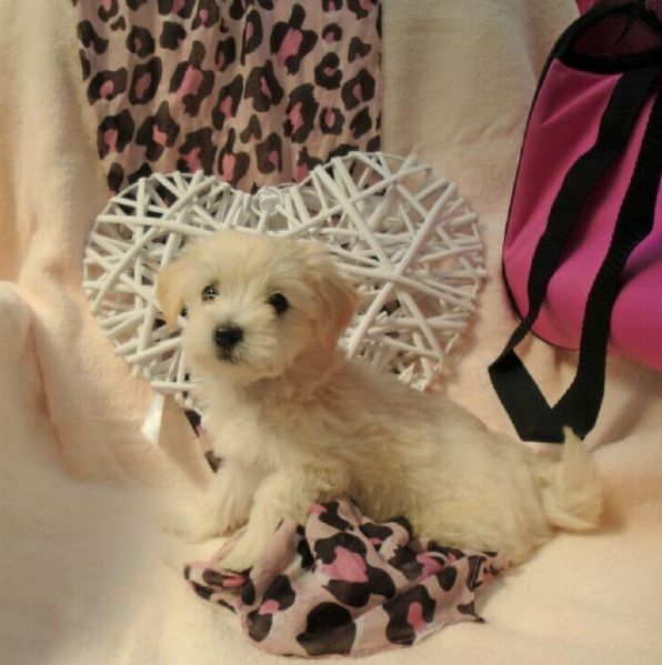 cuccioli maschio e femmina maltese con pedigree | Foto 1