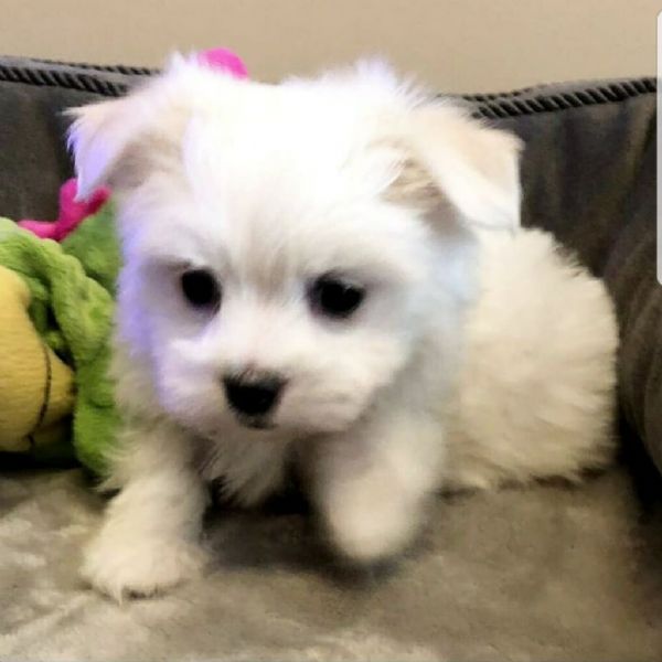 cuccioli maschio e femmina maltese con pedigree | Foto 0