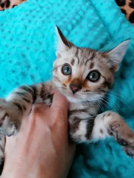 cuccioli gatto bengala disponibili | Foto 0