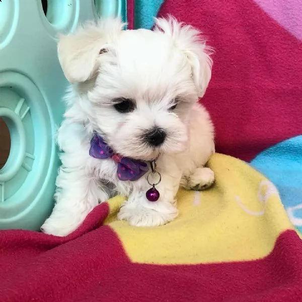 bellissimi cuccioli di maltese