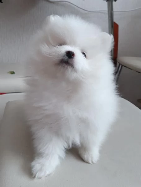 cuccioli di pomerania