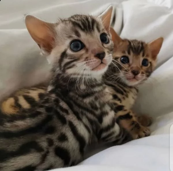 gattini bengala maschi e femmine pronti a partire sono ben addestrati e aggiornati