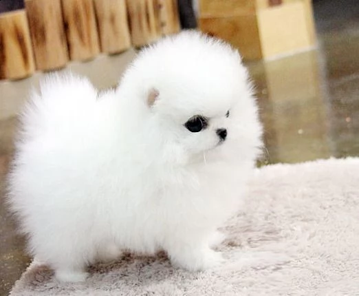 regalo cucciolo regalo volpino pomerania mini toy