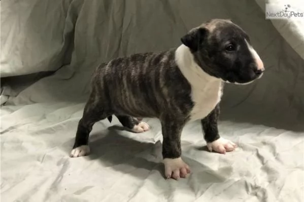 regalo bull terrier cuccioli per l'adozione