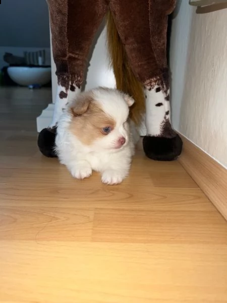 disponibili cuccioli di pomerania.