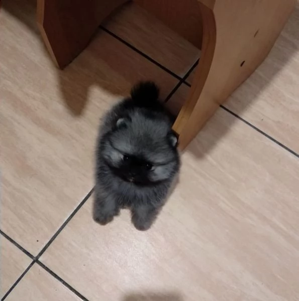 disponibili cuccioli di pomerania. | Foto 5