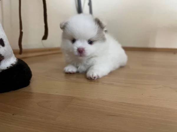 disponibili cuccioli di pomerania. | Foto 3