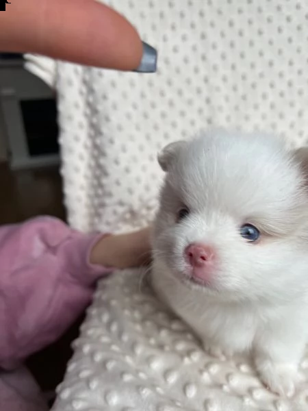 disponibili cuccioli di pomerania. | Foto 2