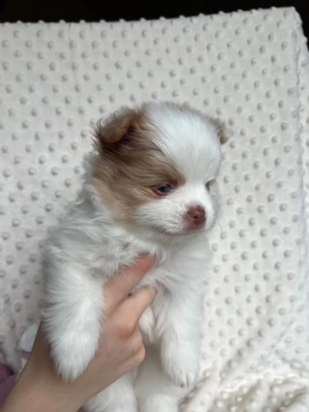 disponibili cuccioli di pomerania. | Foto 1