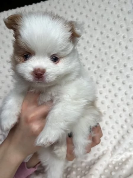 disponibili cuccioli di pomerania. | Foto 0