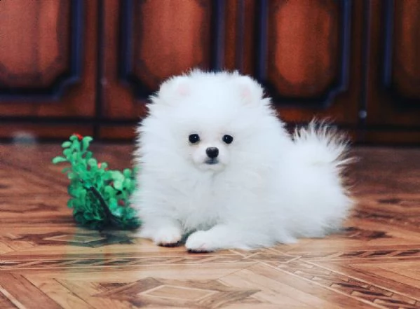 dolci cuccioli di spitz pomerania disponibili | Foto 0