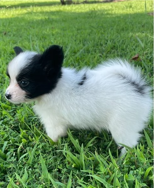 adorabili cuccioli di papillon messi in adozione