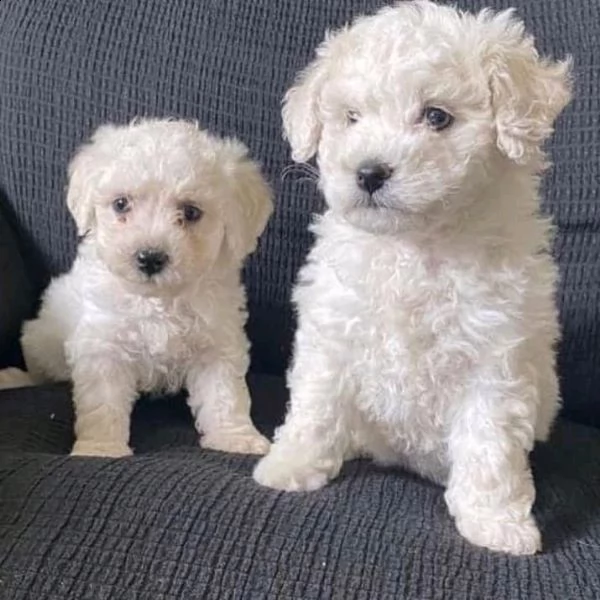 cuccioli di razza bichons frise in vendita | Foto 0