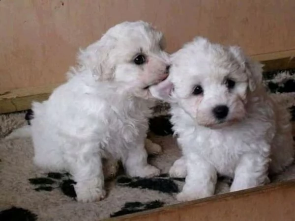 cuccioli di razza bichons frise in vendita