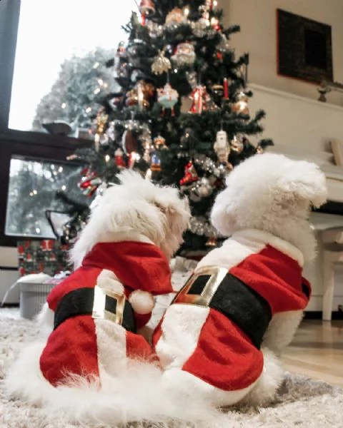 regalo bolognese cuccioli meravigliosi !  | Foto 0