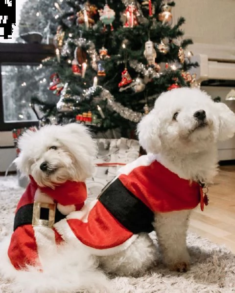 regalo bolognese cuccioli meravigliosi !  | Foto 0