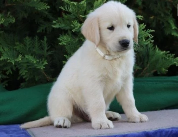  bellissimi cuccioli di golden retriever, femmine e maschi, 