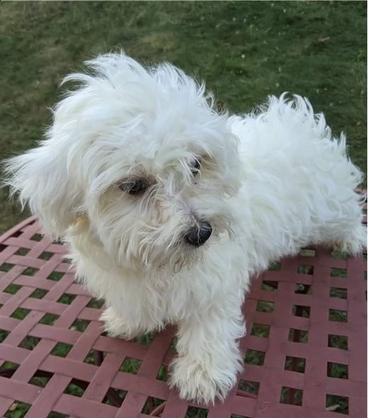 cucciolo maltese pronto per un nuovo amore.