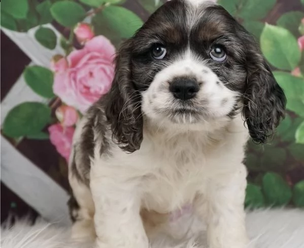 cocker spaniel