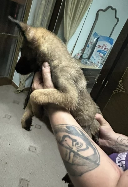 Belga Malinois | Foto 0