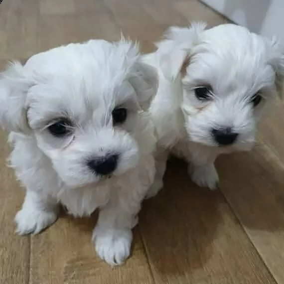 cuccioli di maltese 