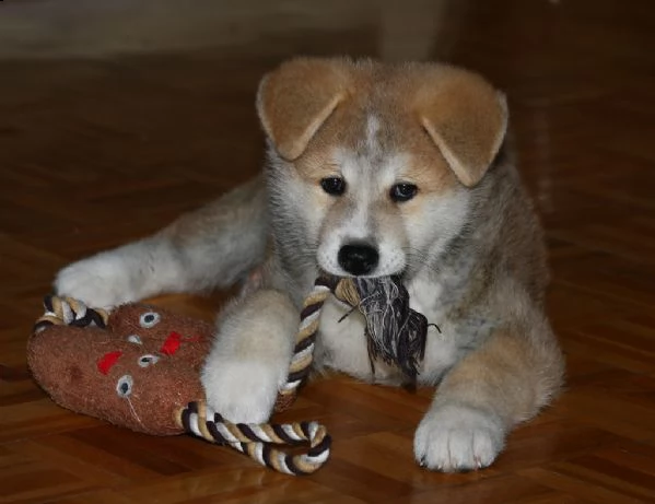 akita inu bellissima cucciola disponibile | Foto 0