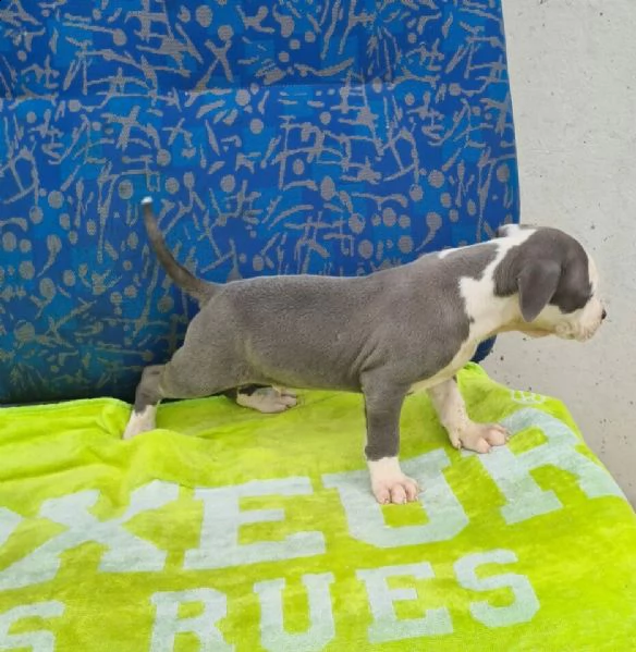 amstaff blue american staffordshire terrier