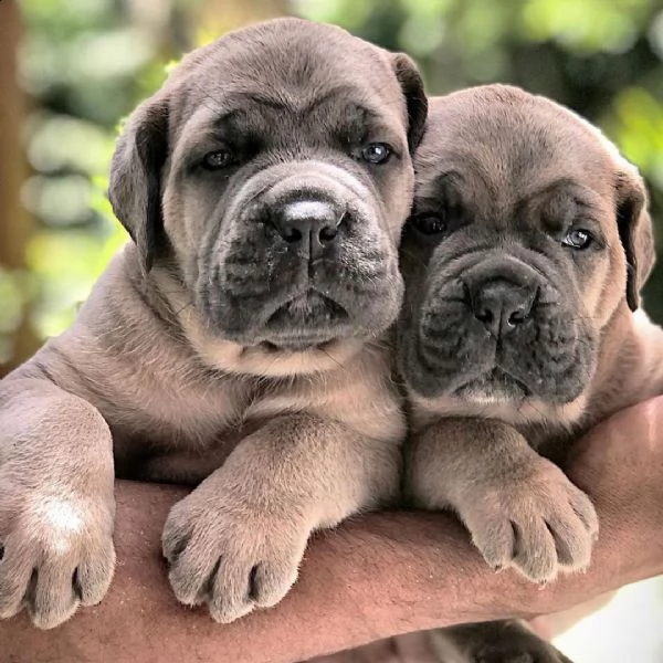 cane corso