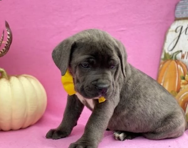 regalo cane corso cuccioli meravigliosi ! 