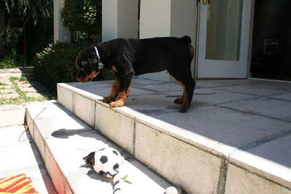 cuccioli di rottweiler con pedigree enci