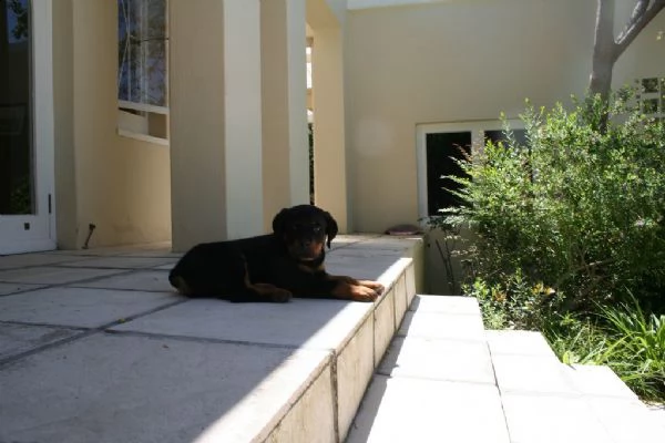 cuccioli di rottweiler con pedigree enci | Foto 2