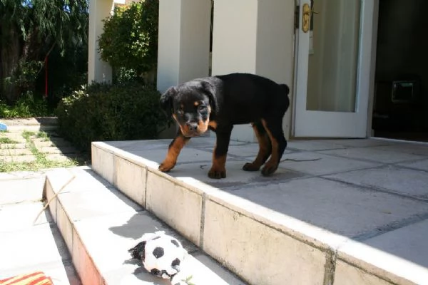 cuccioli di rottweiler con pedigree enci | Foto 1