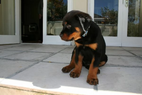 cuccioli di rottweiler con pedigree enci | Foto 0