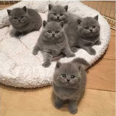 gattini british shorthair