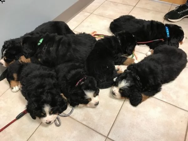 cuccioli di bovaro del bernese cercano babbo natale